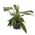 Philodendron White Princess Leaf Culture