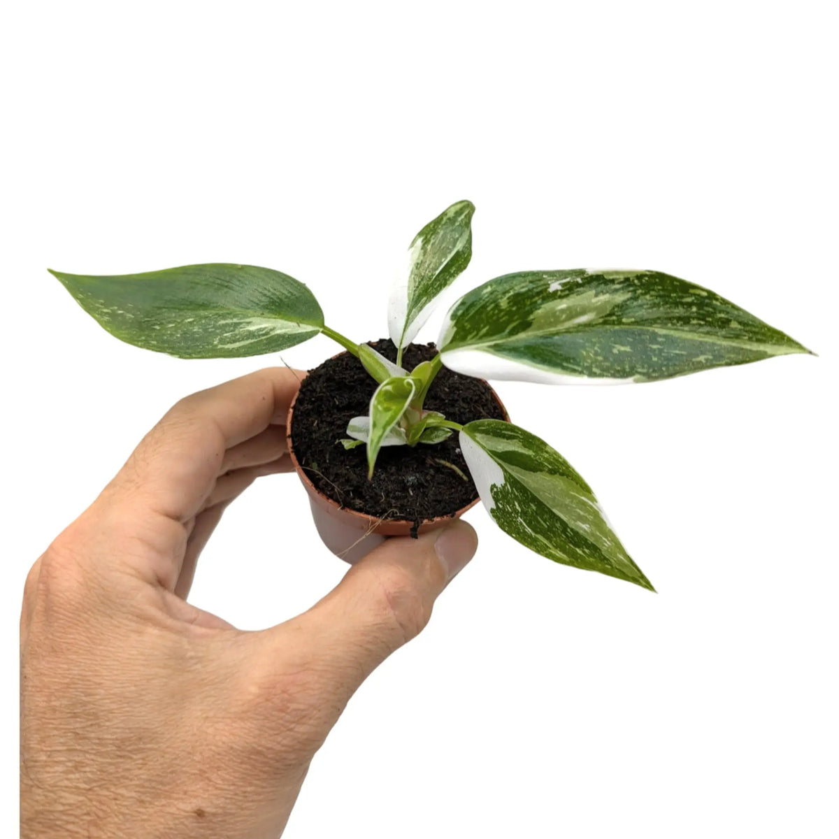 Philodendron White Princess Leaf Culture