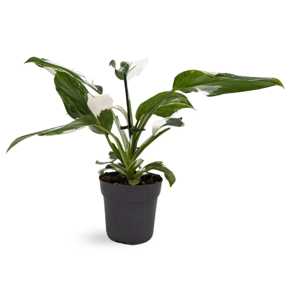 Philodendron White  Wizard Oz