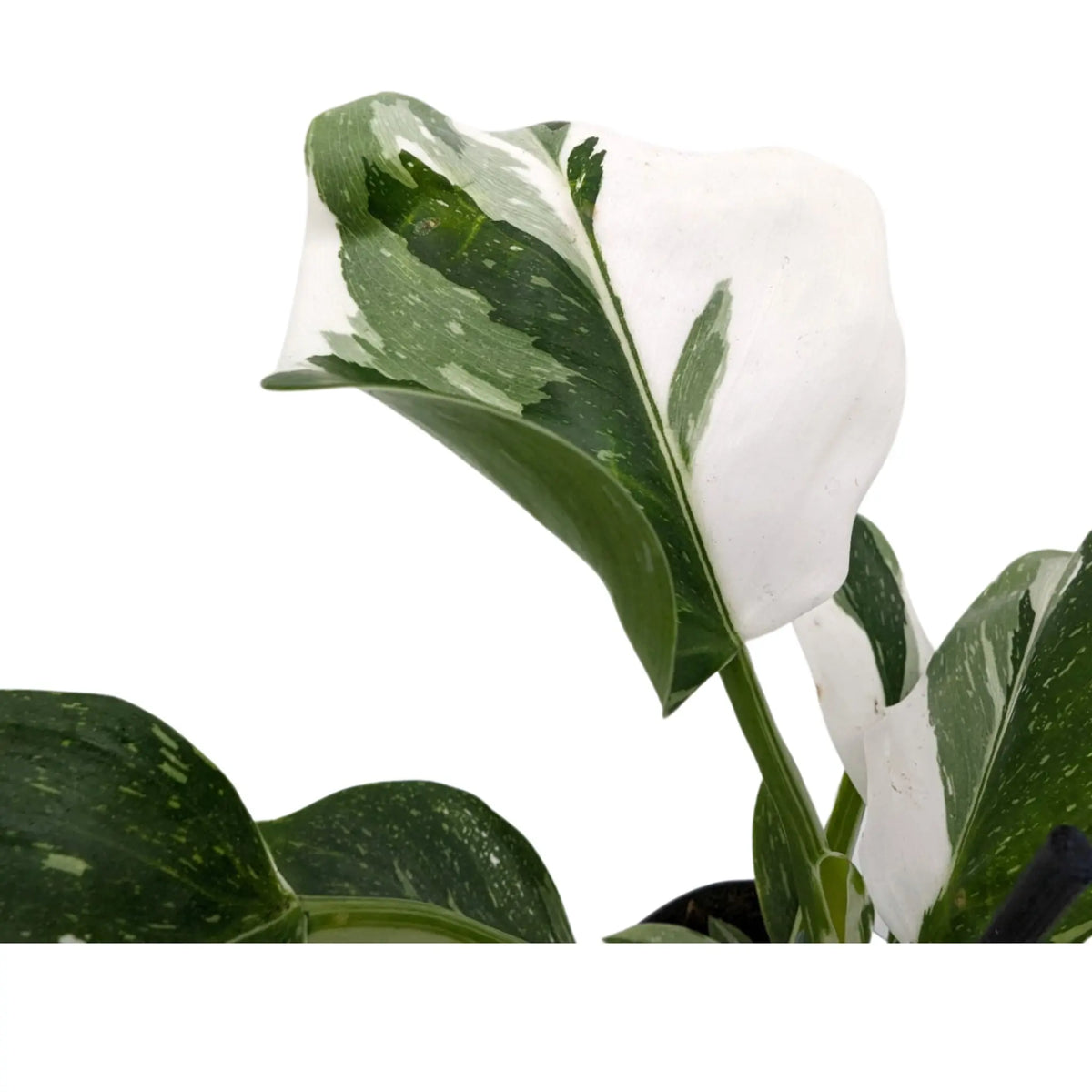 Philodendron White  Wizard Oz