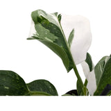 Philodendron White  Wizard Oz