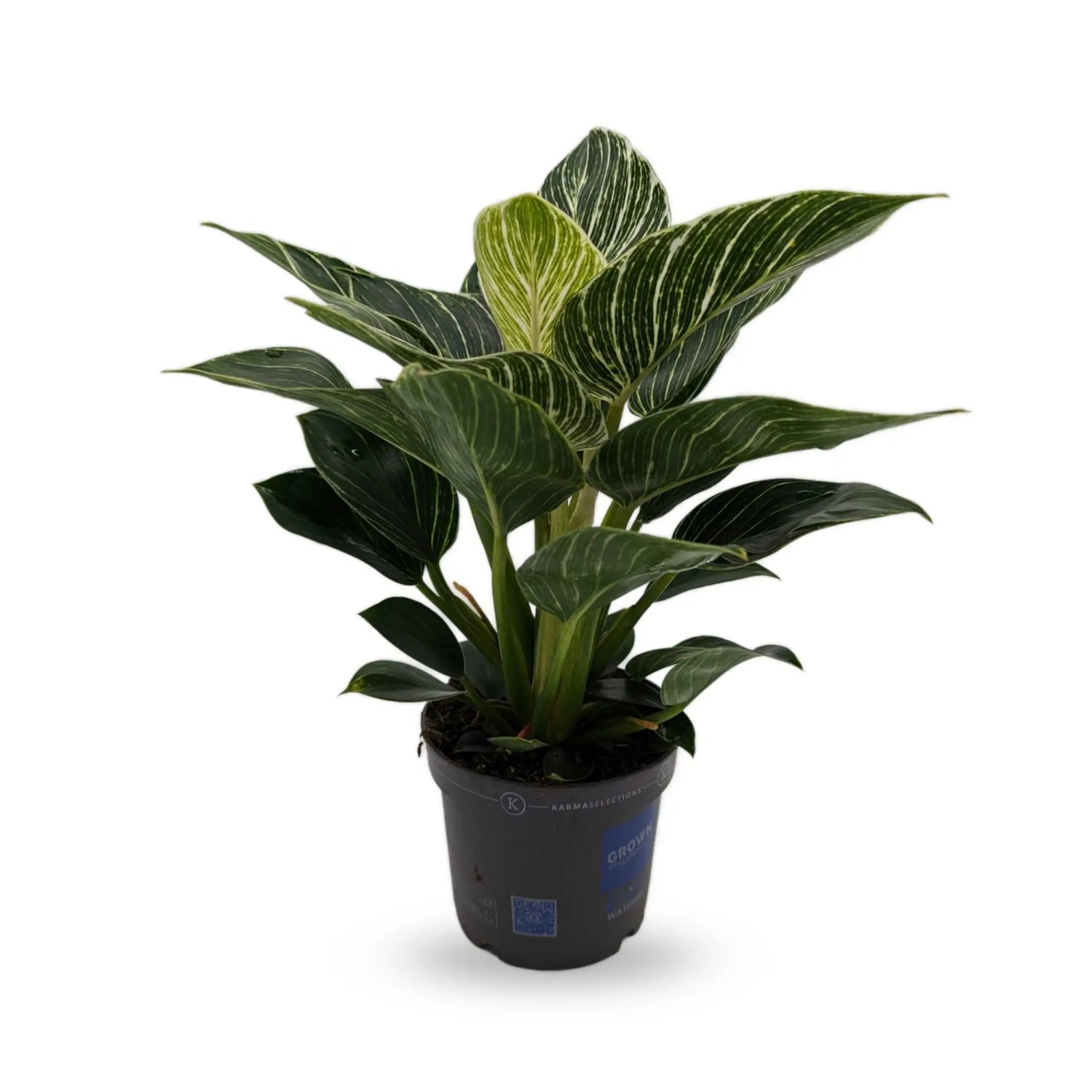 Philodendron Zebra Oz