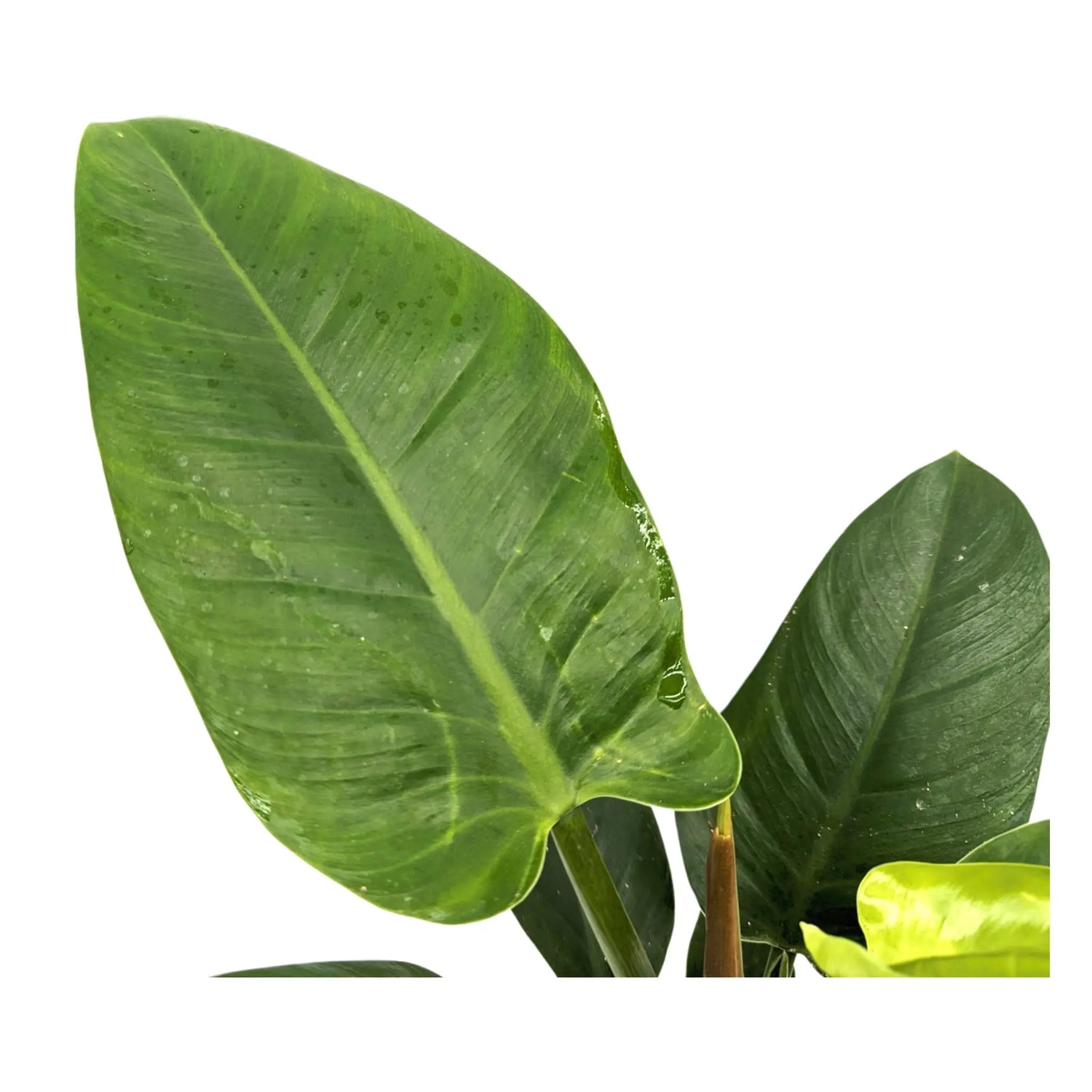 Philodendron &