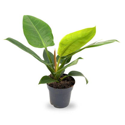 Philodendron &