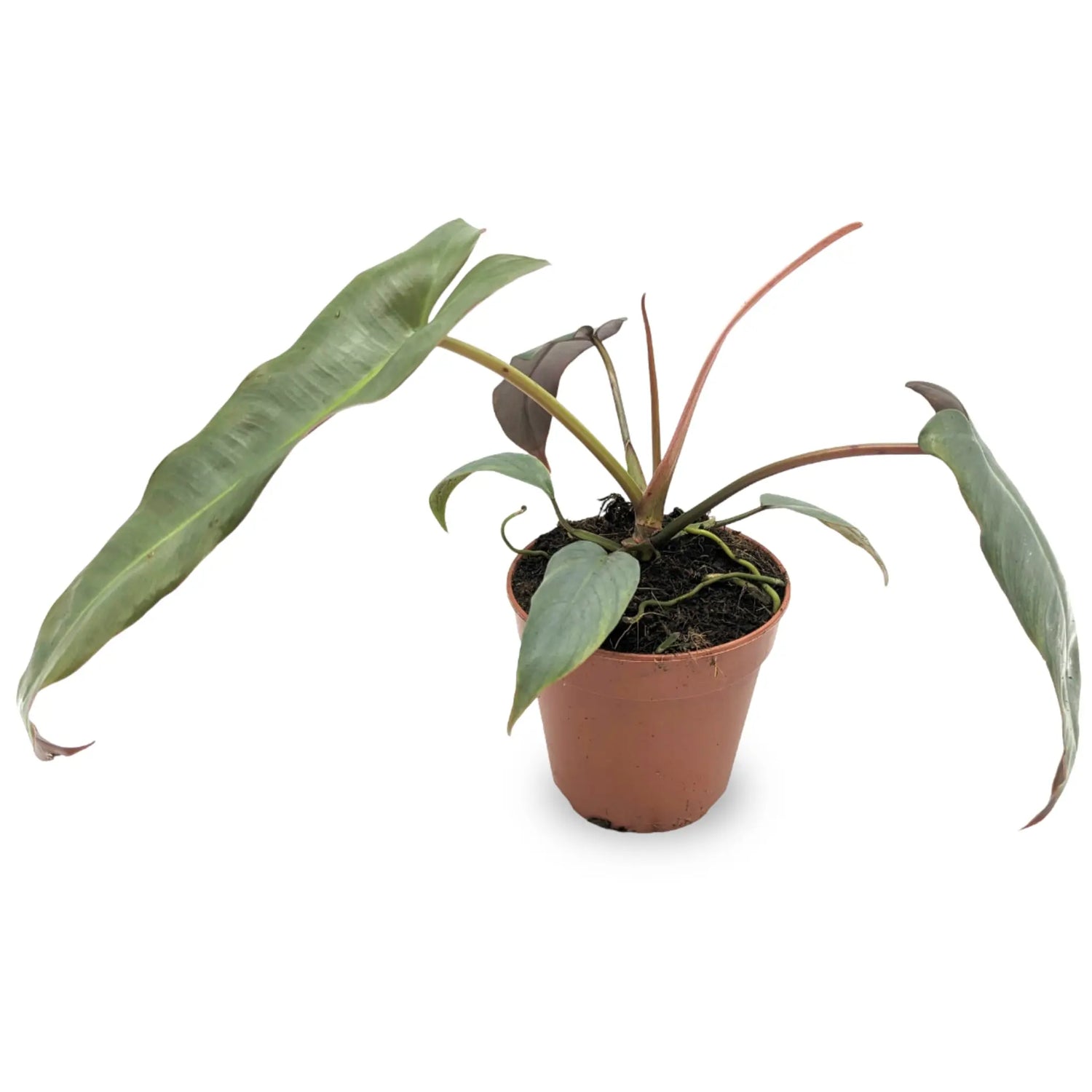 Philodendron atabapoense Leaf Culture