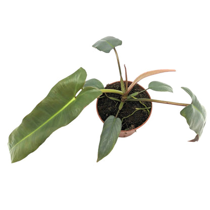 Philodendron atabapoense Leaf Culture