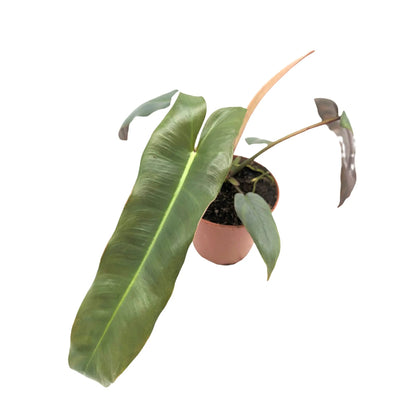 Philodendron atabapoense Leaf Culture