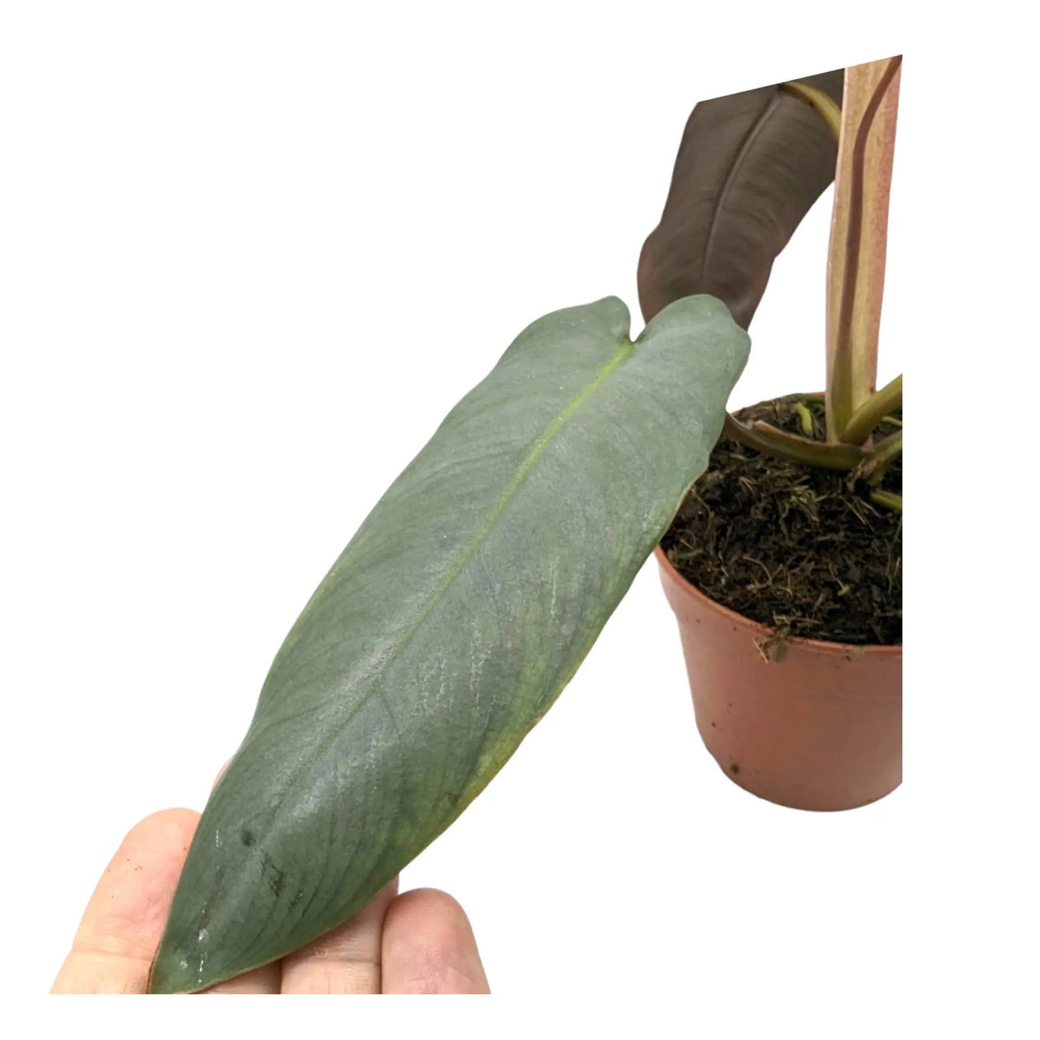 Philodendron atabapoense Leaf Culture