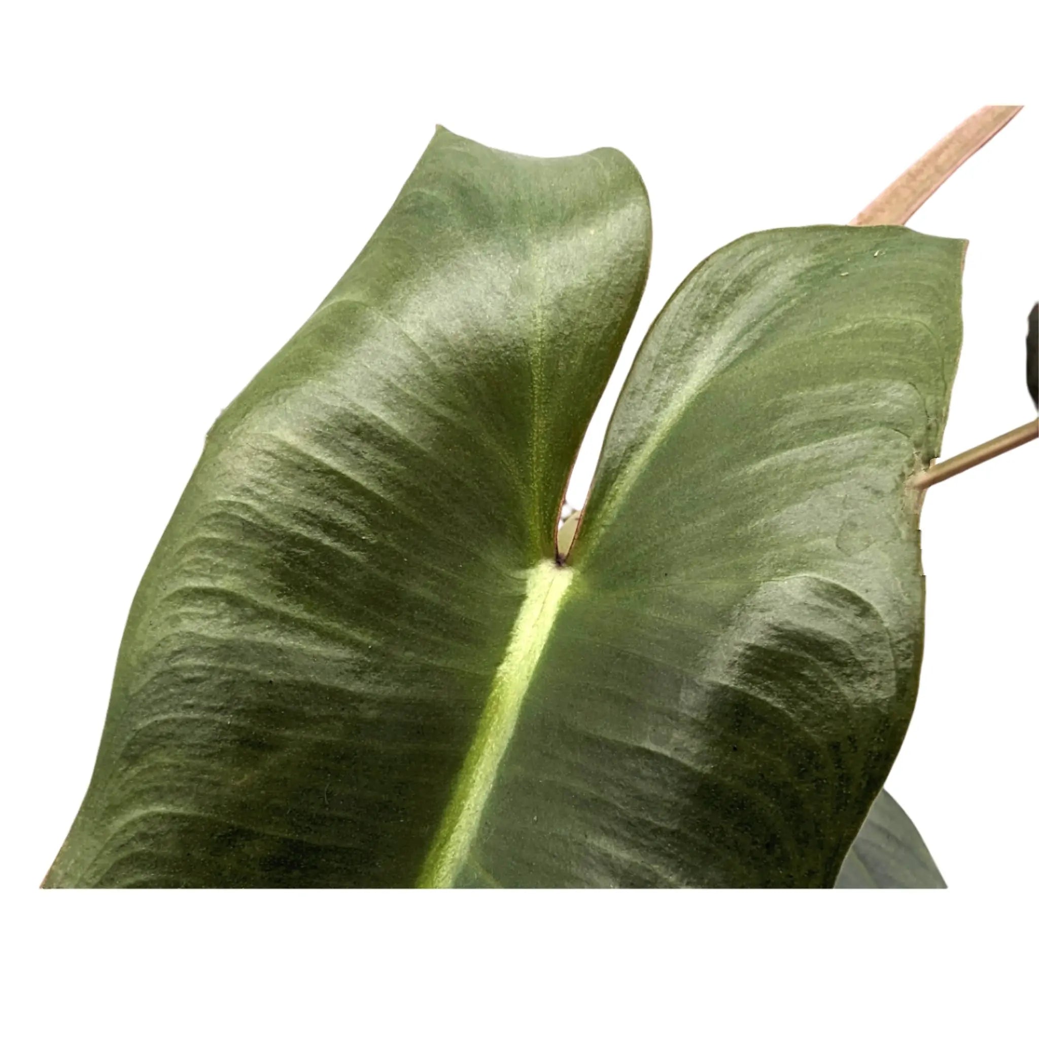 Philodendron atabapoense Leaf Culture