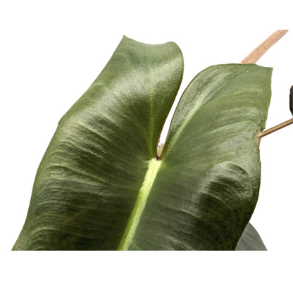 Philodendron atabapoense Leaf Culture