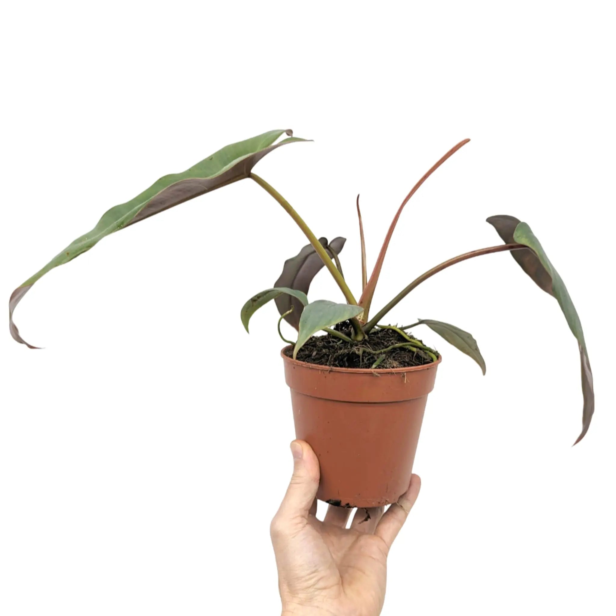 Philodendron atabapoense Leaf Culture