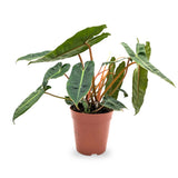 Philodendron billetiae - Billiet's tree hugger Leaf Culture