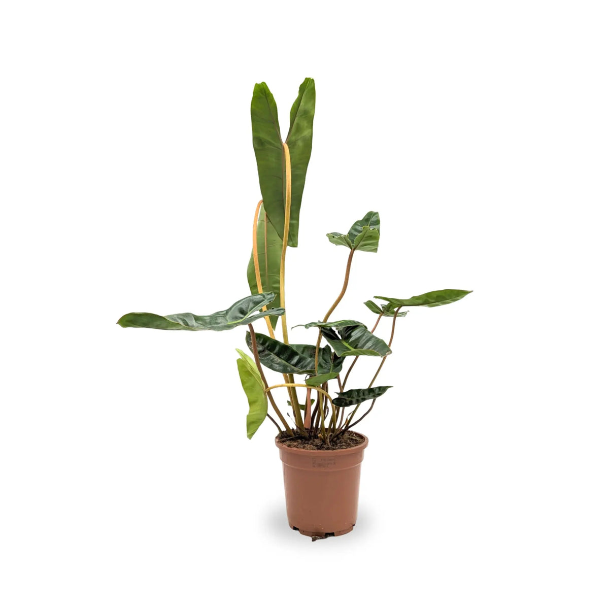 Philodendron billetiae - Billiet's tree hugger Leaf Culture