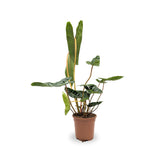 Philodendron billetiae - Billiet's tree hugger Leaf Culture