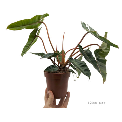 Philodendron billetiae - Billiet&