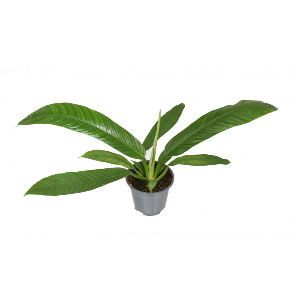 Philodendron campii