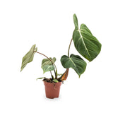 Philodendron gloriosum Leaf Culture