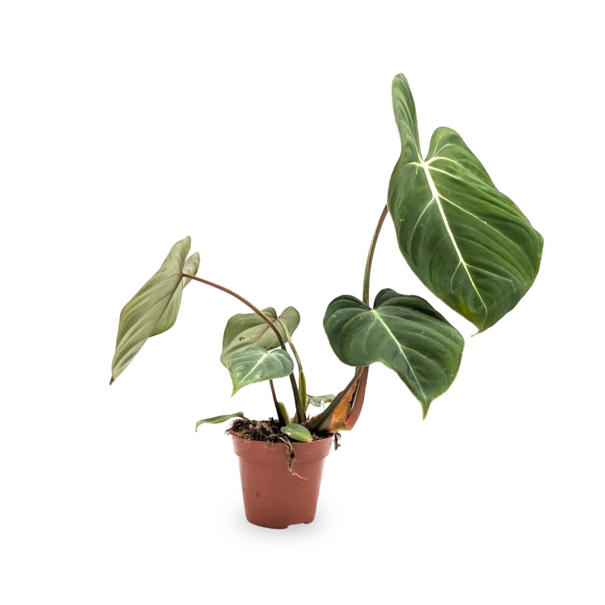 Philodendron gloriosum Leaf Culture