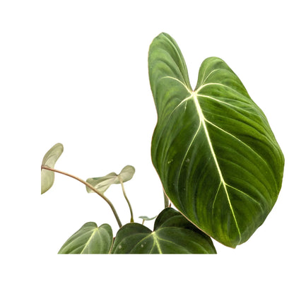 Philodendron gloriosum Leaf Culture