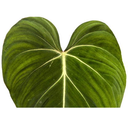 Philodendron gloriosum Leaf Culture