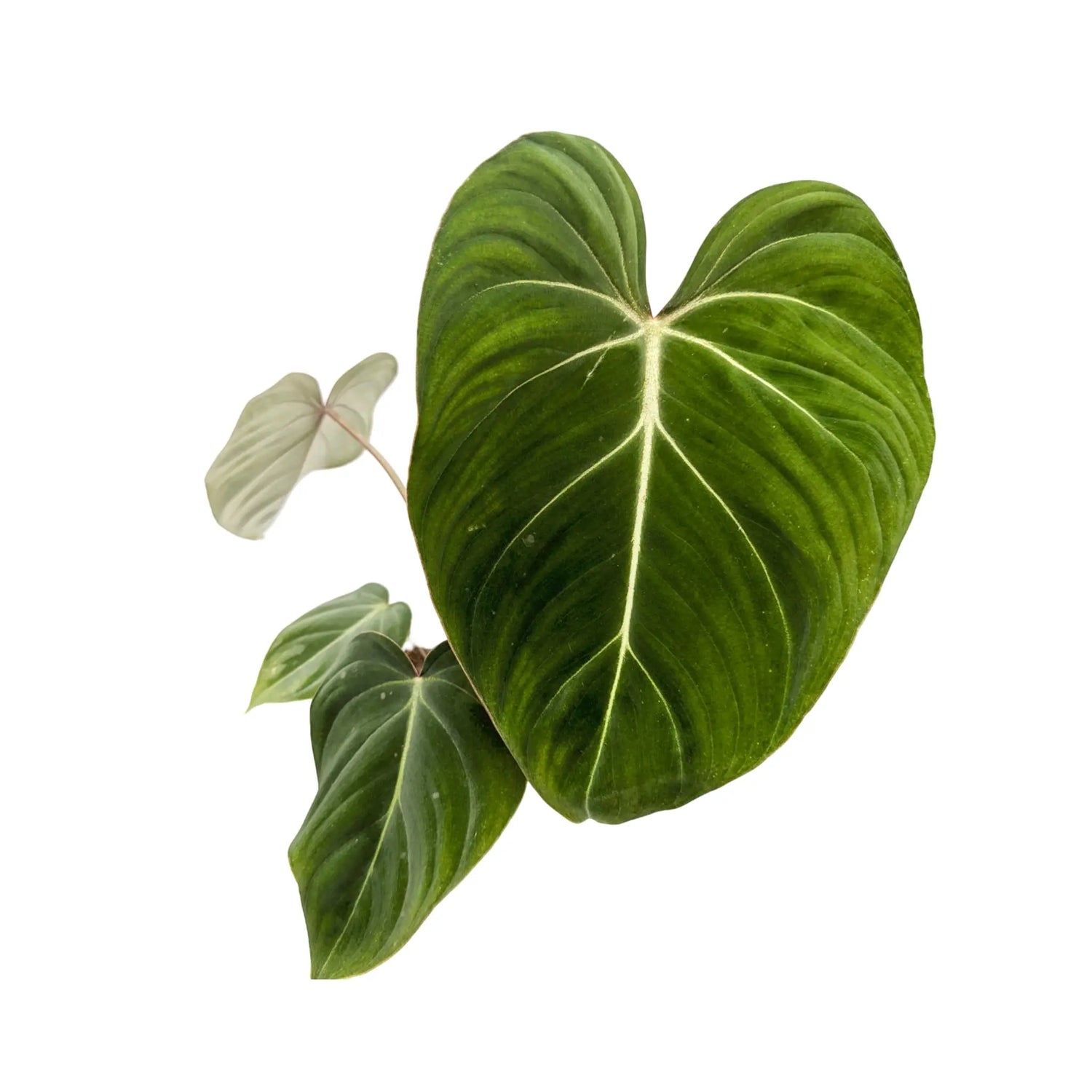 Philodendron gloriosum Leaf Culture