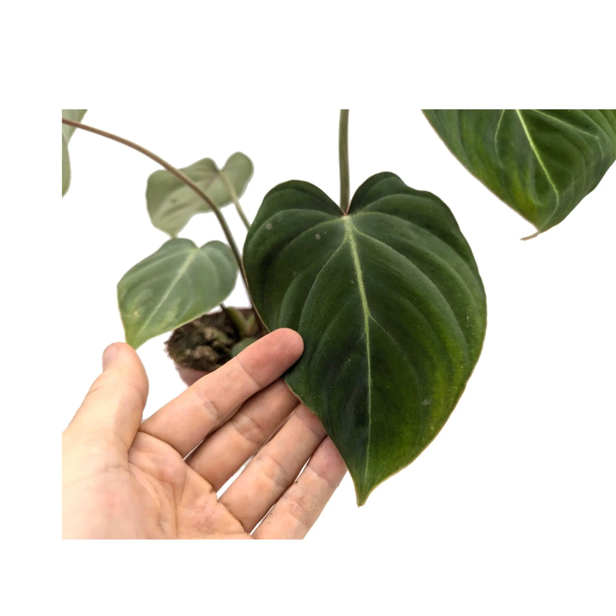 Philodendron gloriosum Leaf Culture