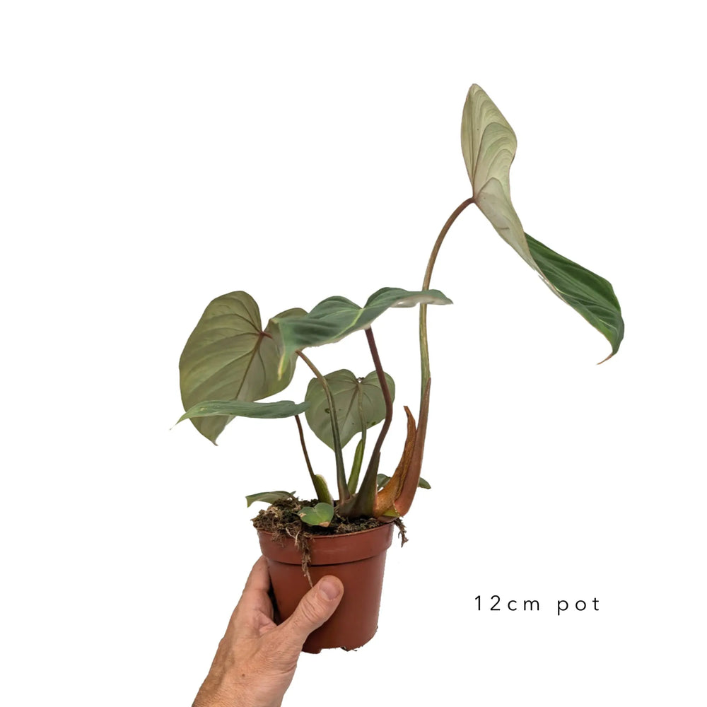Philodendron gloriosum_6_thumb