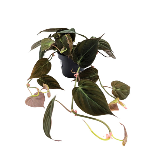 Philodendron micans Leaf Culture