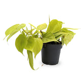 Philodendron micans Lime Leaf Culture
