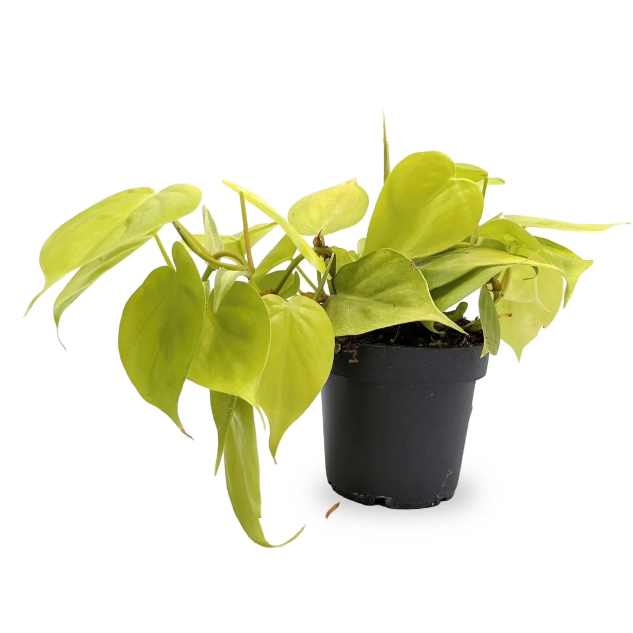 Philodendron micans Lime Leaf Culture