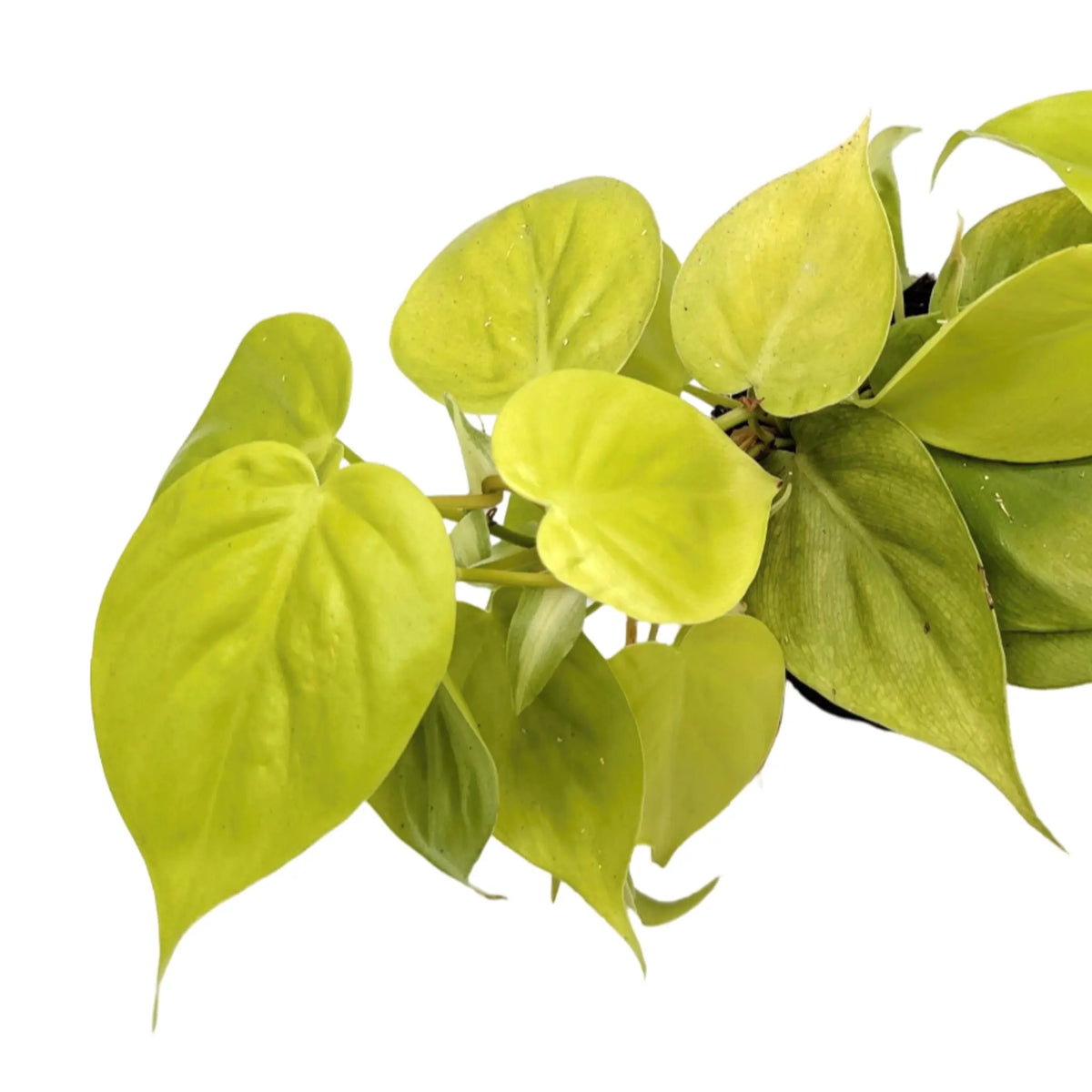 Philodendron micans Lime Leaf Culture