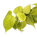 Philodendron micans Lime Leaf Culture