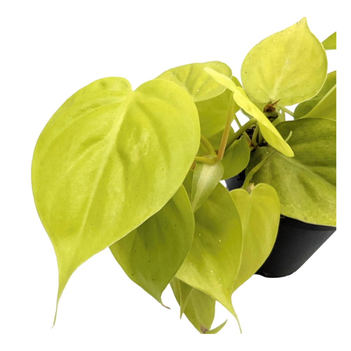 Philodendron micans Lime Leaf Culture