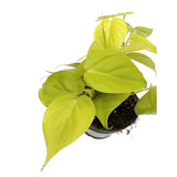 Philodendron micans Lime Leaf Culture