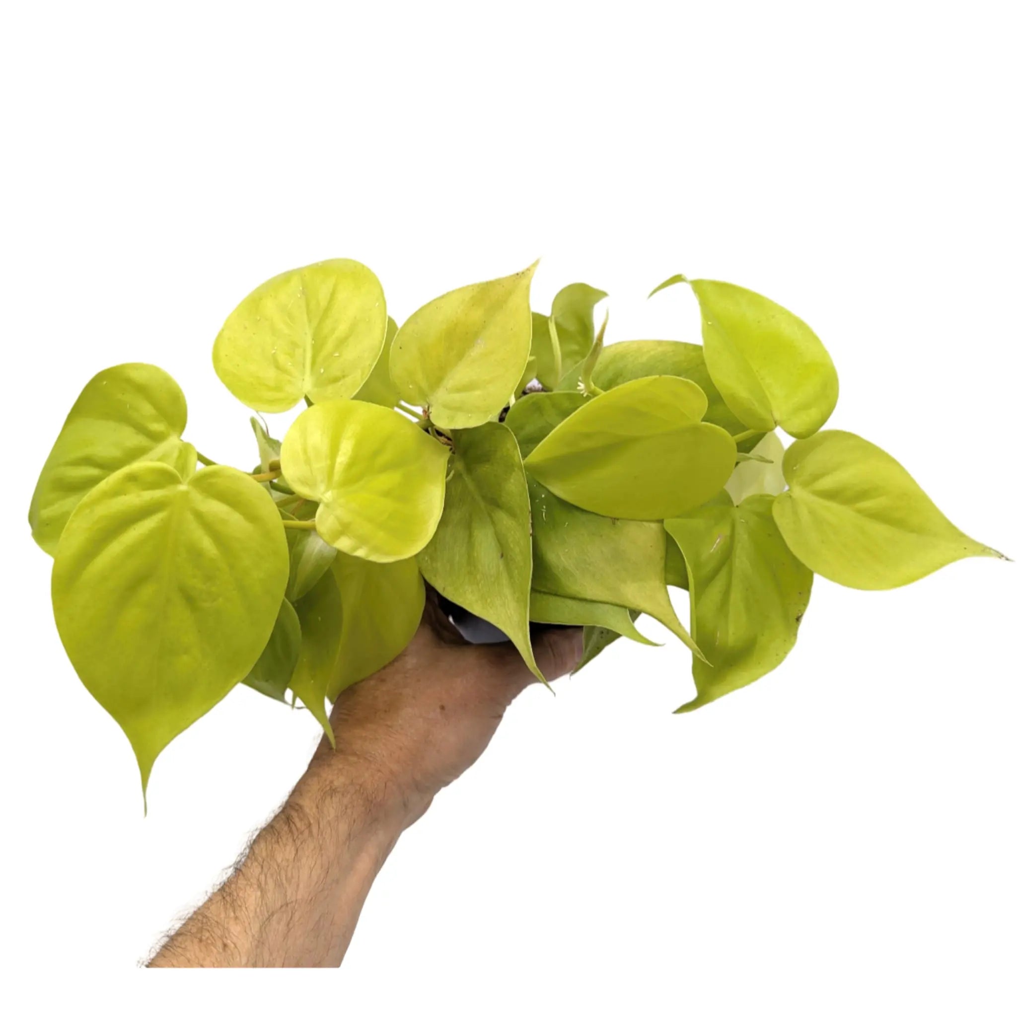 Philodendron micans Lime Leaf Culture
