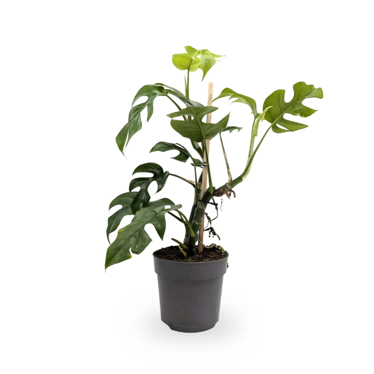 Philodendron minima Leaf Culture