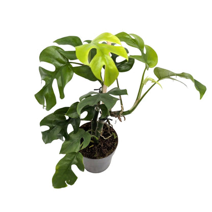 Philodendron minima Leaf Culture