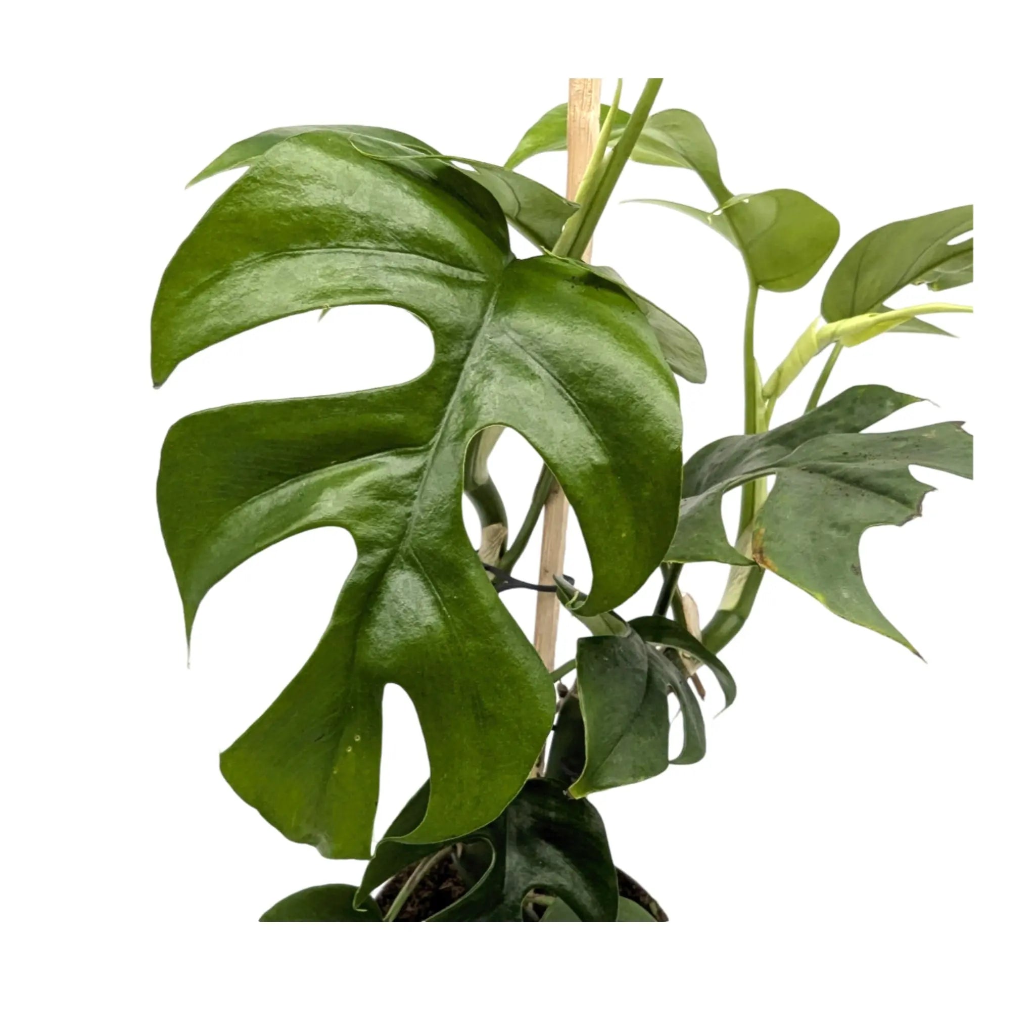 Philodendron minima Leaf Culture