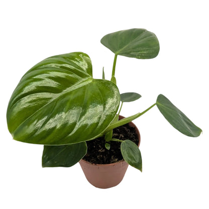 Philodendron pittieri Leaf Culture