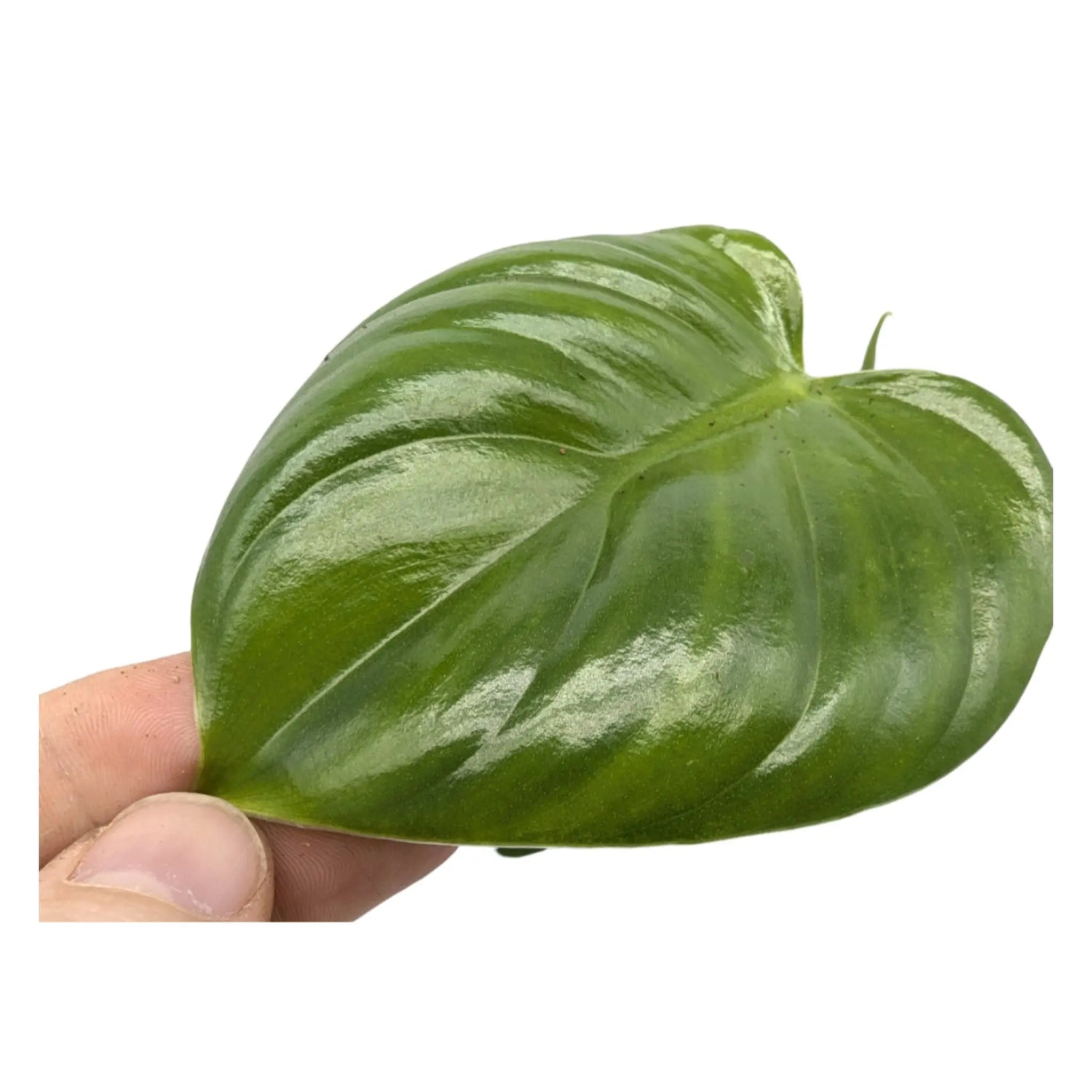 Philodendron pittieri Leaf Culture