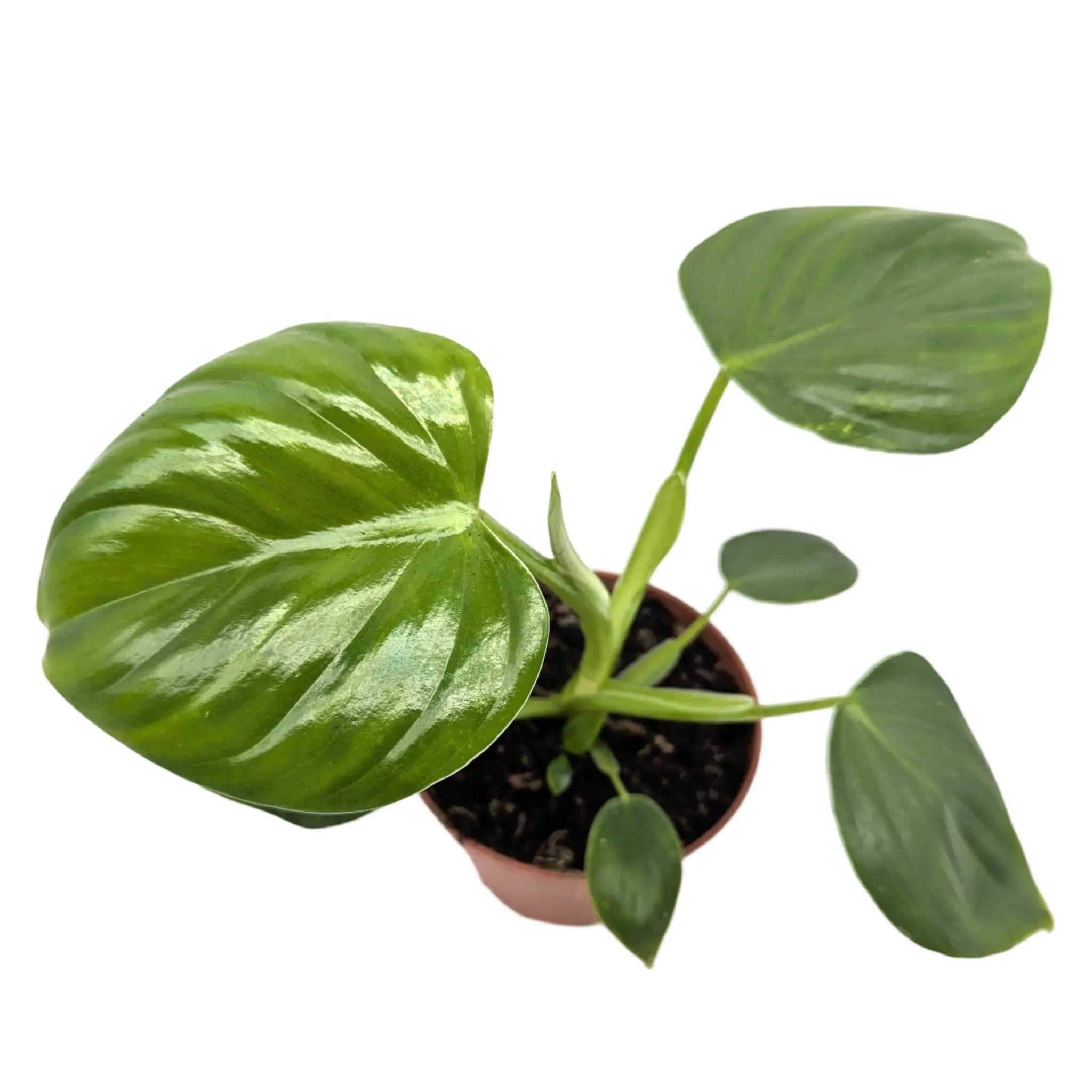 Philodendron pittieri Leaf Culture