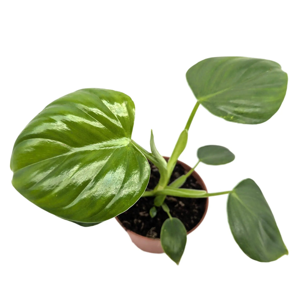 Philodendron pittieri_3_thumb