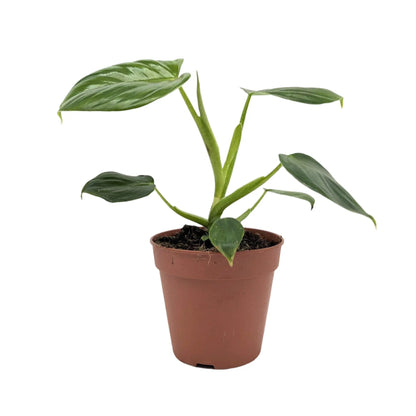 Philodendron pittieri Leaf Culture