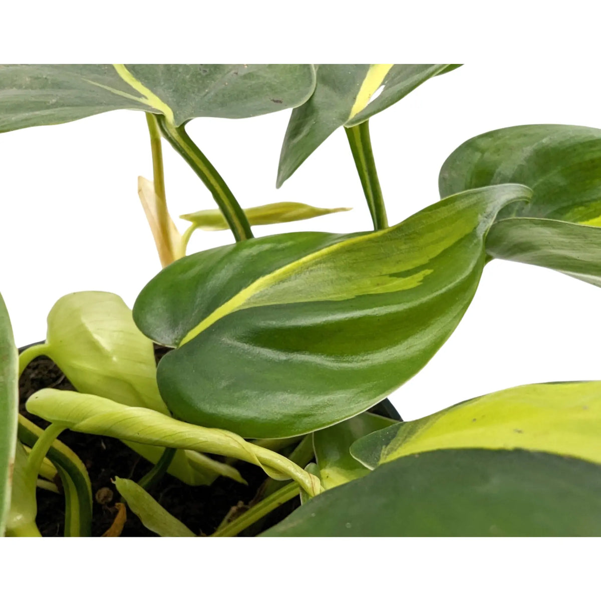 Philodendron scan Brasil Leaf Culture