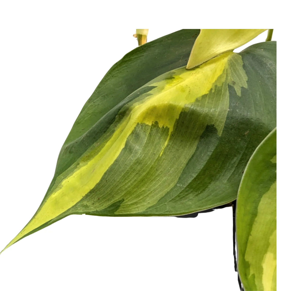 Philodendron scan Brasil Leaf Culture