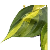 Philodendron scan Brasil Leaf Culture