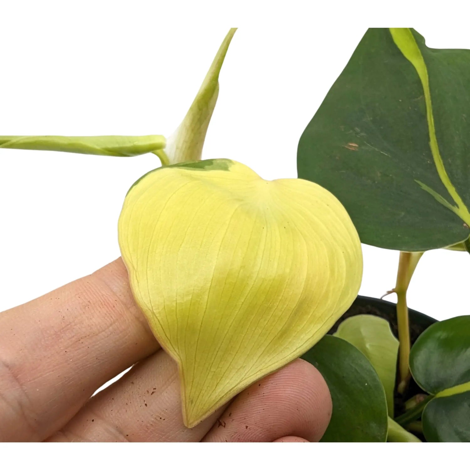 Philodendron scan Brasil Leaf Culture