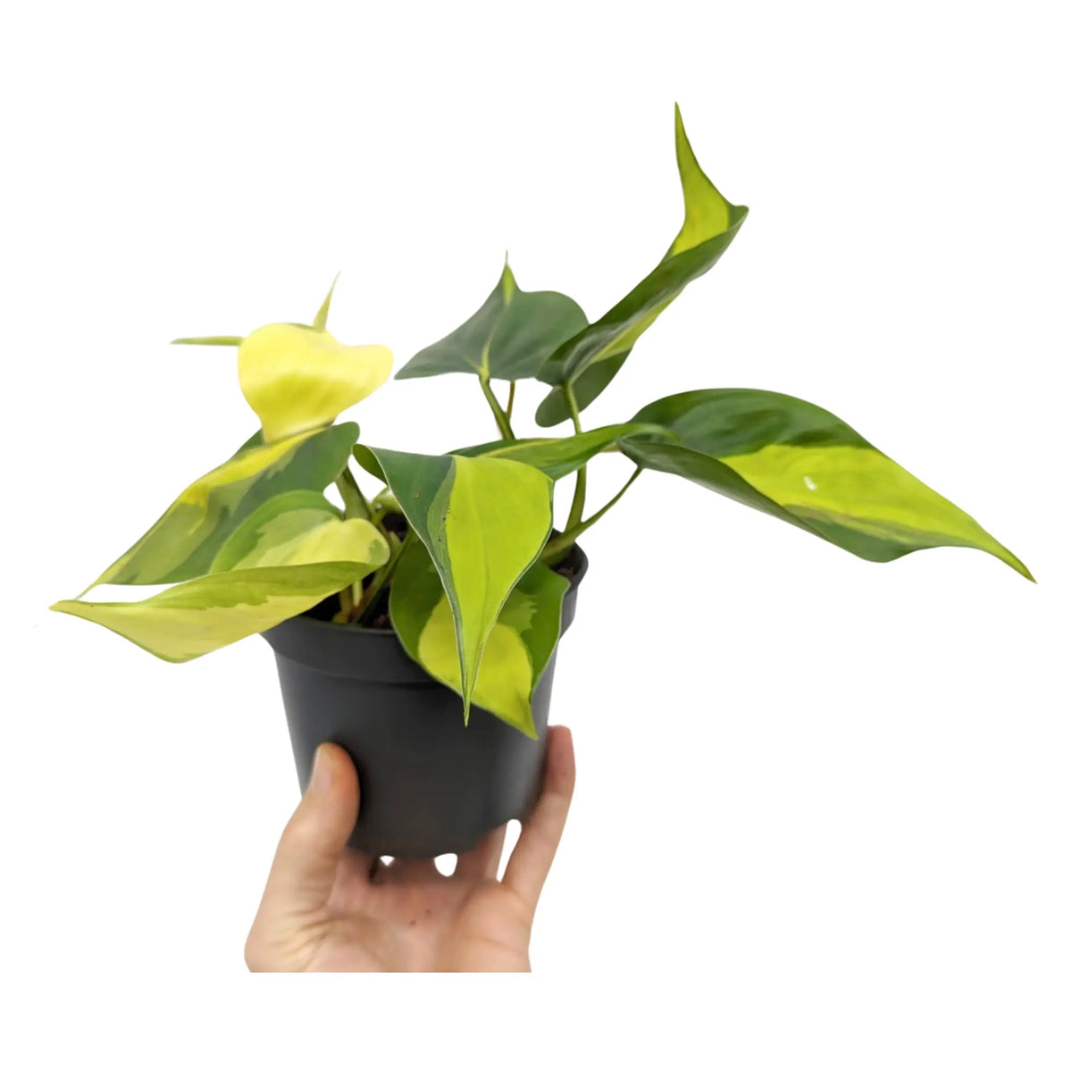 Philodendron scan Brasil Leaf Culture