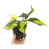 Philodendron scan Brasil Leaf Culture