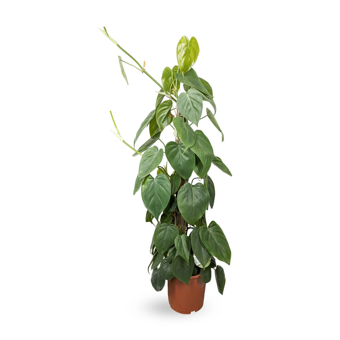 Philodendron scandens Kratiste - Sweetheart plant Oz